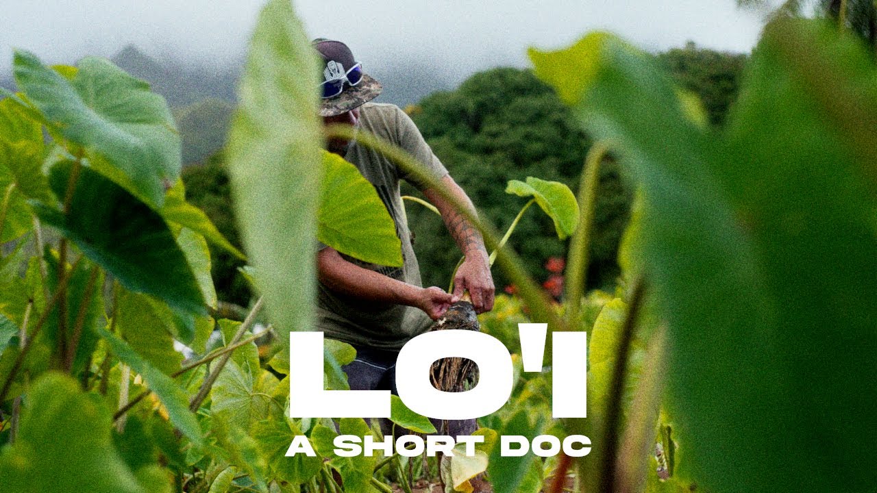 Growing up at a taro farm - a short documentary (Sony FX3)