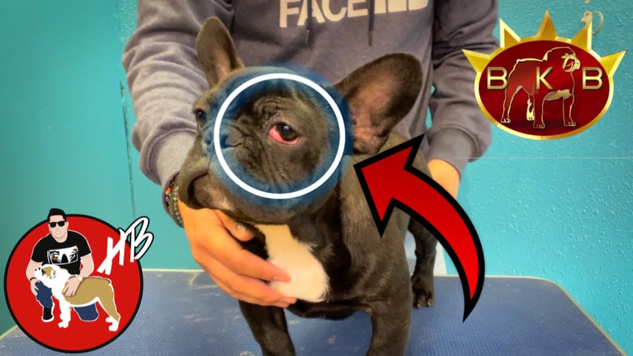 Que es el OJO DE CEREZA en los Bulldogs