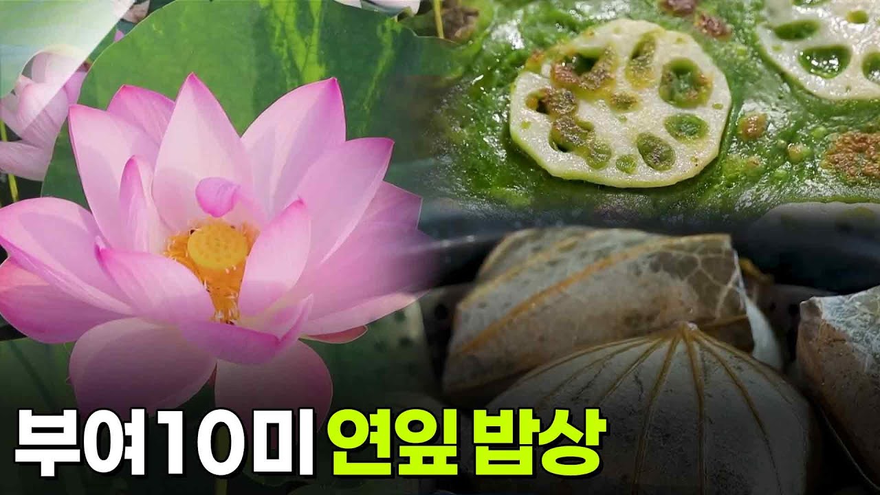 [주말엔 여기!] 부여 10미 연잎 밥상 [생방송 굿모닝 대한민국] | KBS 260226 방송