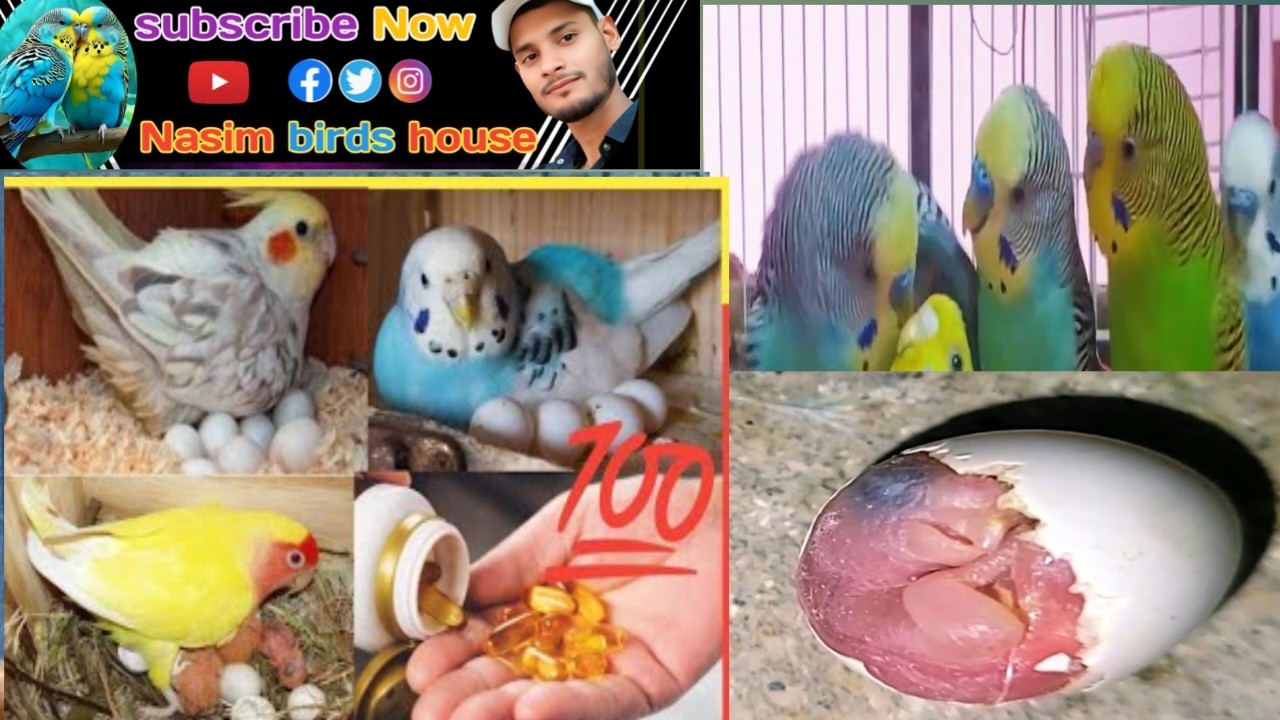 Australian parrot building#birds 🦜 baby bajari parrot @shehrmaindihat @AmrohaKabootar1992