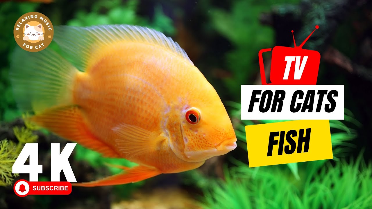 TV for Cats 📺 Cat TV for Cats to Watch Fish 🐟 Relaxing Music for Cat