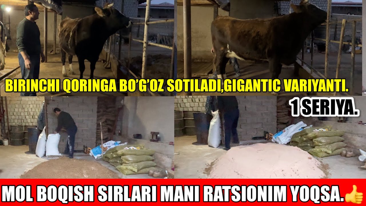 BIRINCHI QORINGA BO’G’OZ GIGAND G’UNAJIN SOTILADI,MOL BOQISH SIRLARI.