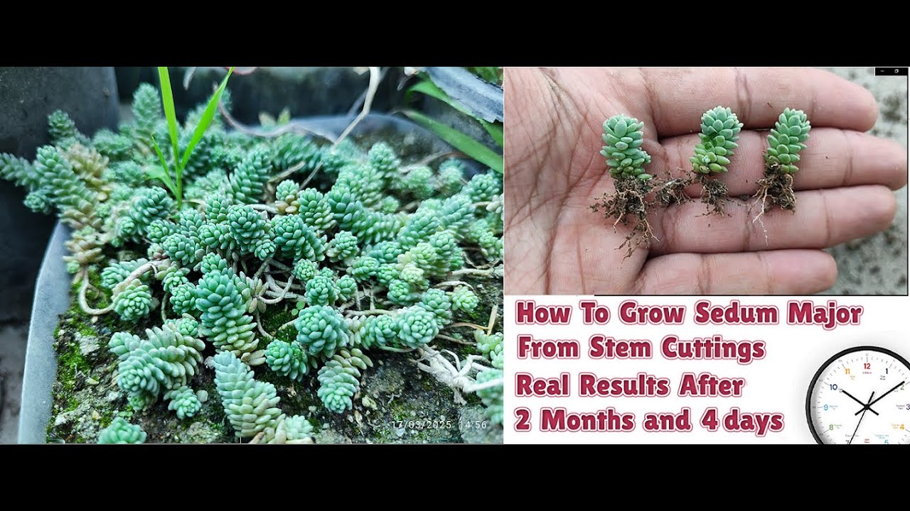 How to grow sedum major from stem cuttings | corsican stone crop propagation from stem cuttings