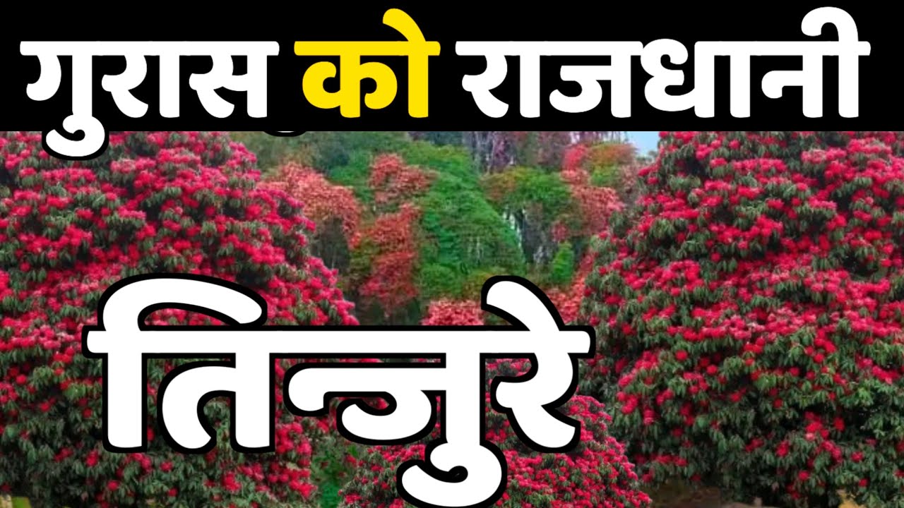 Tinjure Laliguras || Tinjure || TMJ || Ghumne Maanchhe