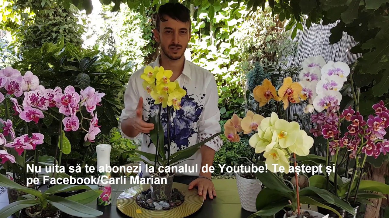 Uite cum poti stimula o noua inflorire la orhideea Phalaenopsis!