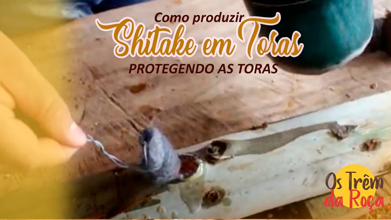 Como produzir cogumelo Shitake em toras - proteger toras