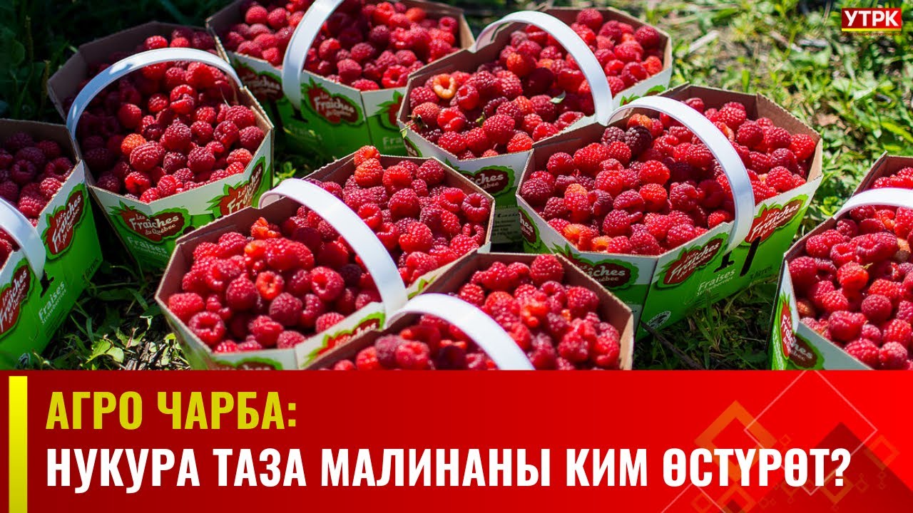 Агро Чарба: Нукура таза малинаны ким өстүрөт?
