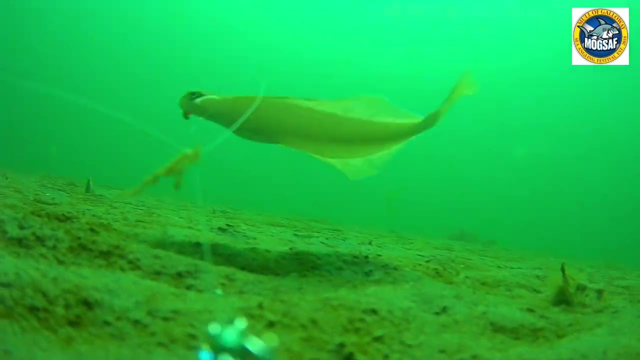 Underwater Footage - Port Logan 04th June 2022