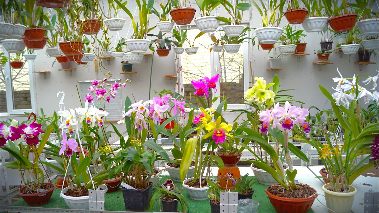 Декабрь 2023. Cattleya Trimos , Rhynvandopsis Dixie Delight , Cattleya Massiliensis , Coel usitana