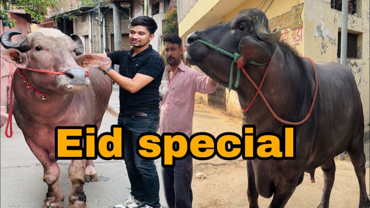 बड़ा ही शानदार कटडा ईद के लिये त्यार किया || @Bull vlog