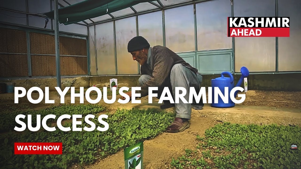 Pulwama farmer switches to hi-tech farming to earn Rs 5000 daily through polyhouse cultivation