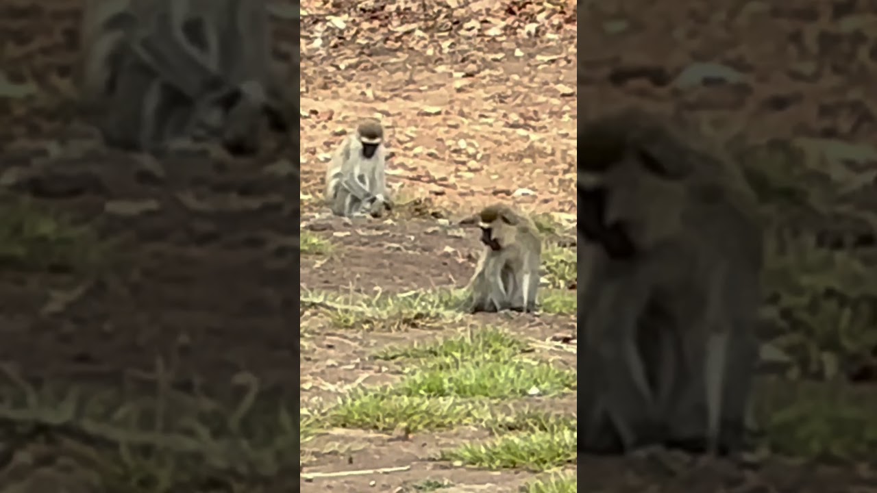 The monkeys of nyero resort 
