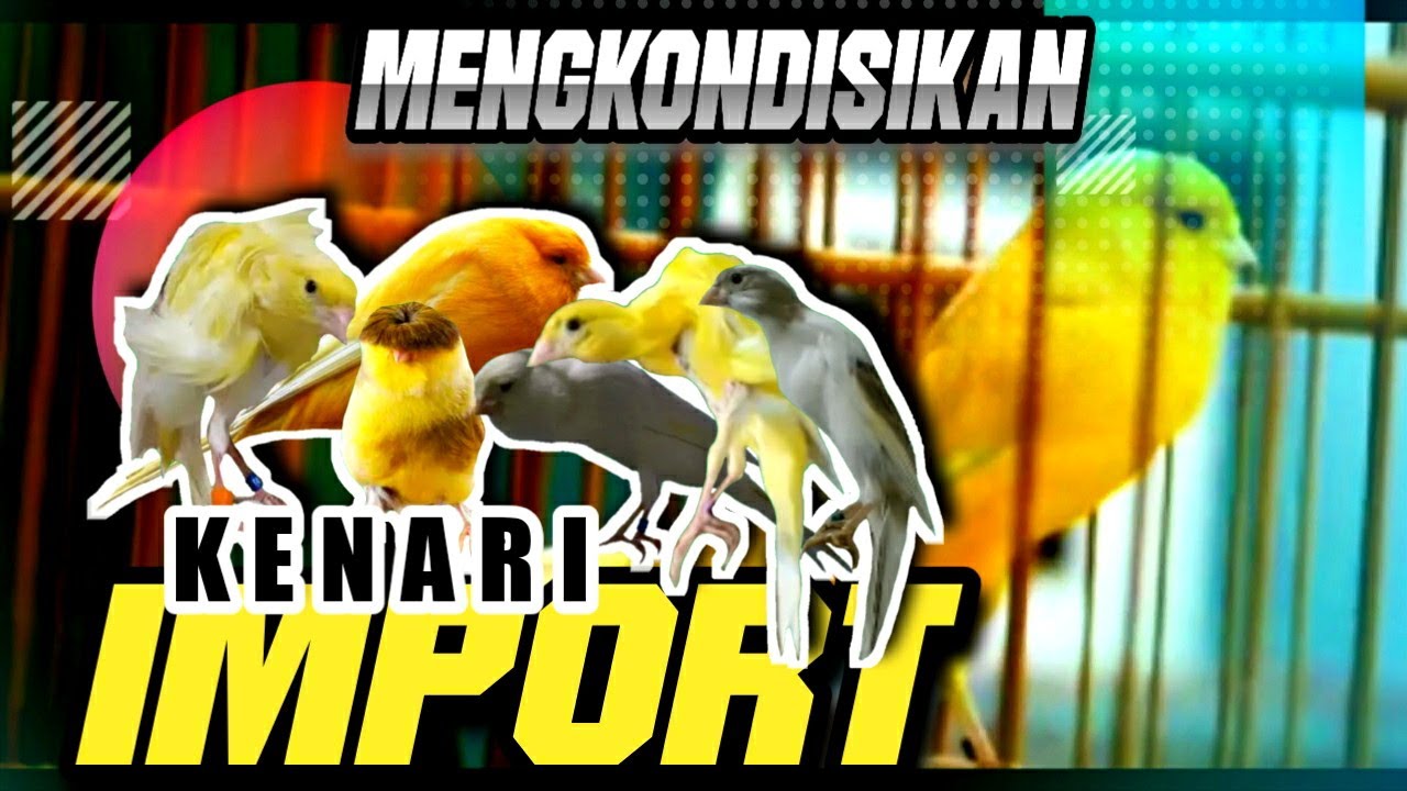 Tiga cara mengkondisikan kenari Import|Kenari Ys,Bb,Sdf,Sf,Rasmi,Gibosso,Gloster