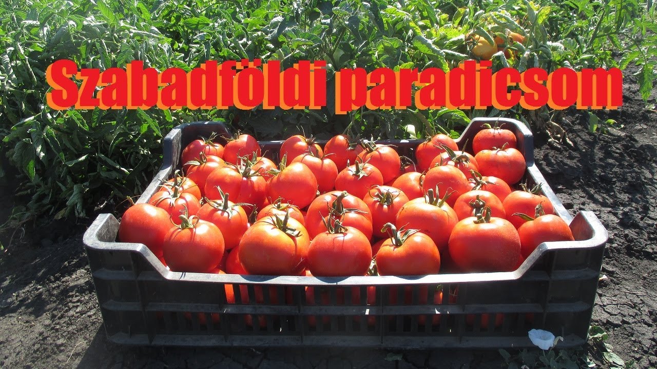 Szabadföldi paradicsom