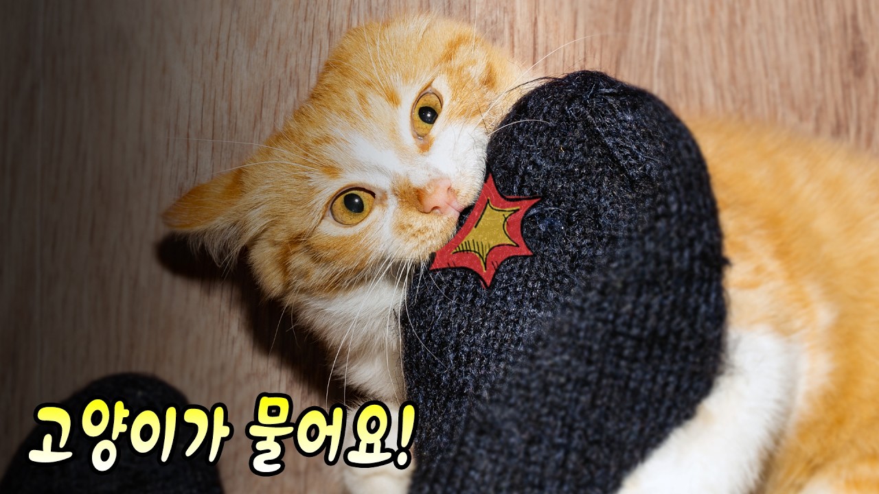 아기 고양이가 물 때 절대 하면 안 되는 3가지 행동
