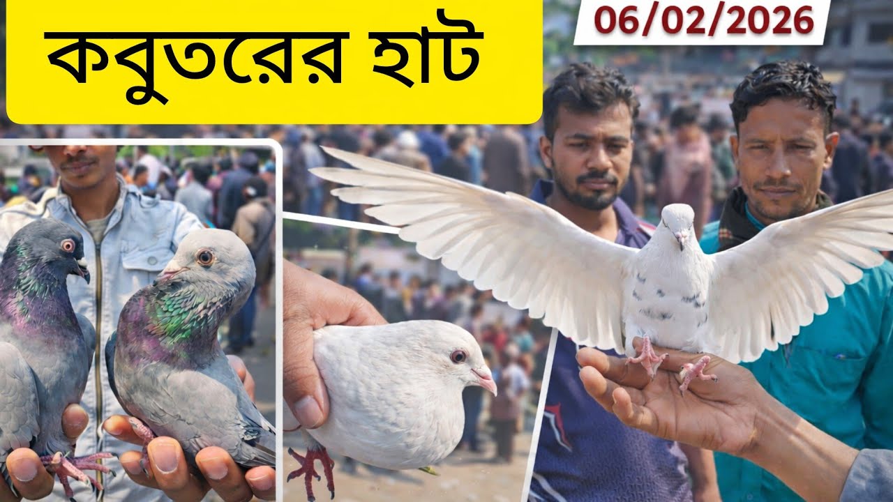 কাটাখালি হাট থেকে কবুতরের আপডেট বাজার দর || Katakhali Pigeon Market in Rajshahi BD || Giribaj Pigeon