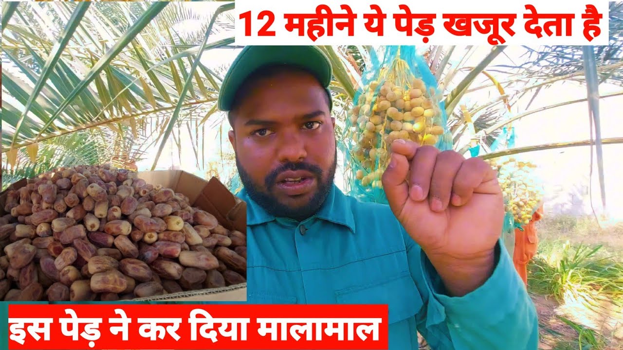 12 महीने ये पेड़ खजूर देता है || 😲 इस पेड़ ने कर दिया मालामाल