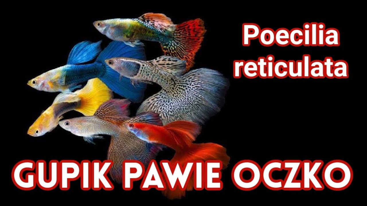 Gupik Pawie Oczko - Guppy Fish | Poecilia reticulata | Najłatwiejsza Ryba na Świecie
