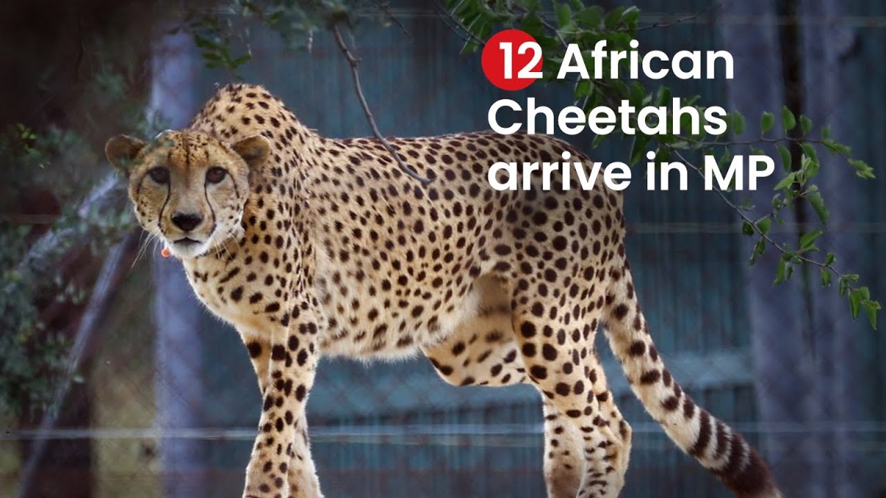 12 South African Cheetahs arrive at Kuno National Park | Zee News English