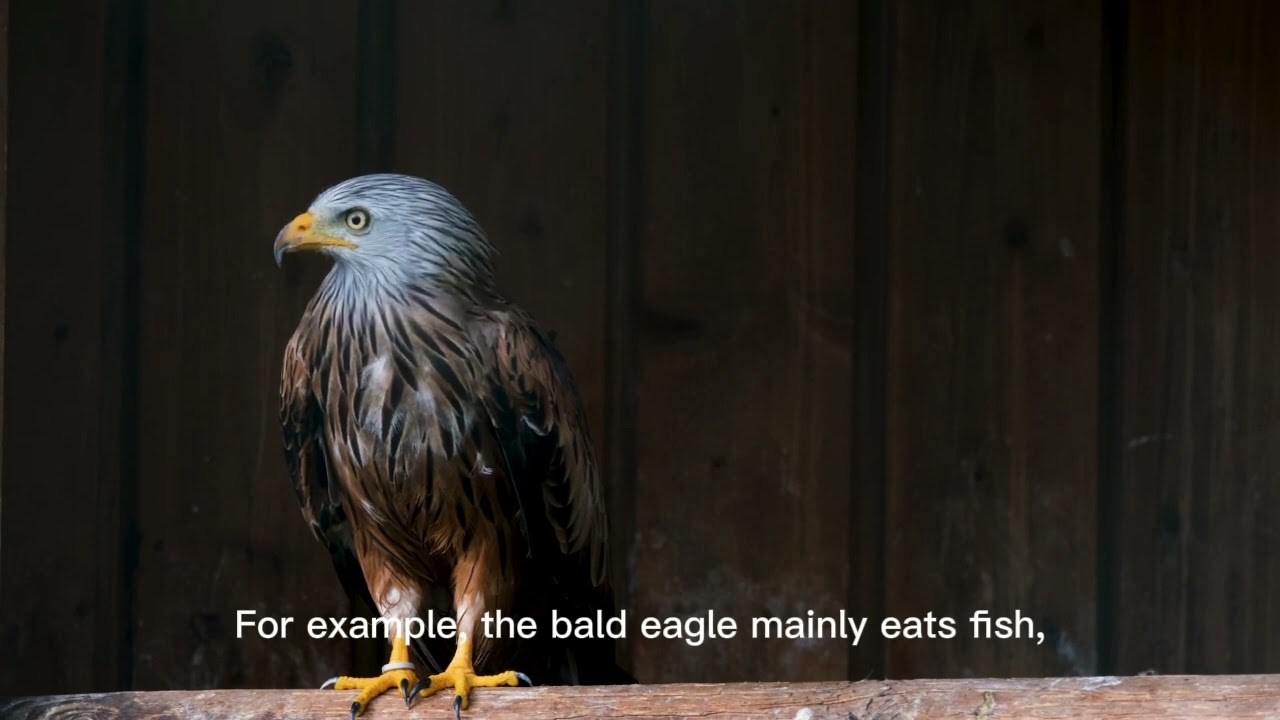Eagle bird