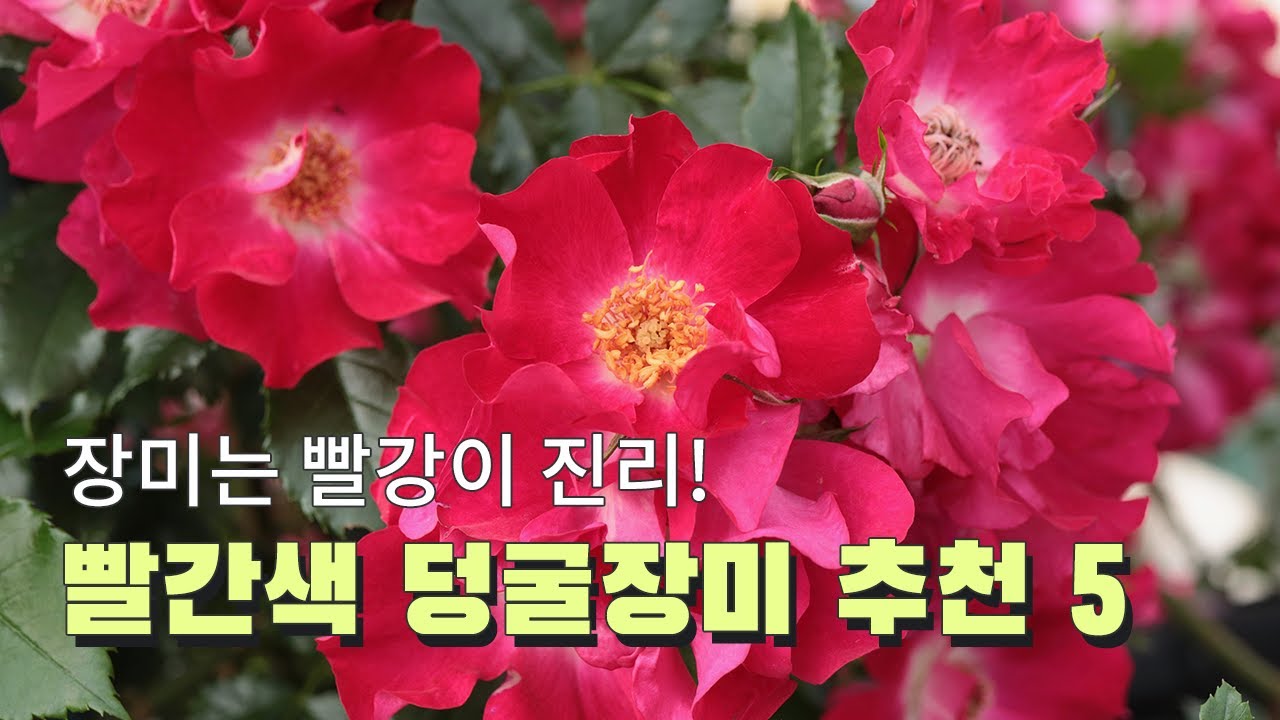 정원 장미 추천 | 빨간색 덩굴장미 추천 5