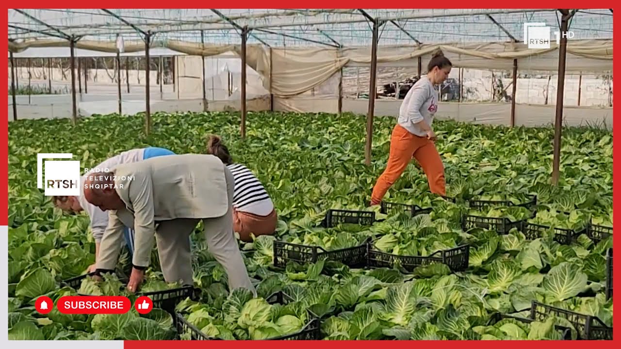 Femerët e Jagodinës në Elbasan - Familja që ka ndërtuar 2 hektarë sera për perimet | RTSH