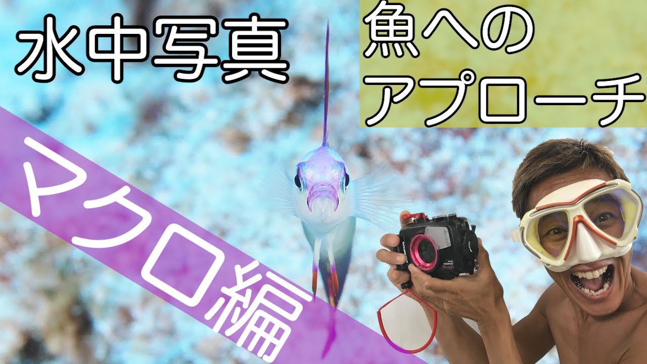 【水中写真　魚へのアプローチ マクロ編】熱烈先生のダイビング講座　第5講