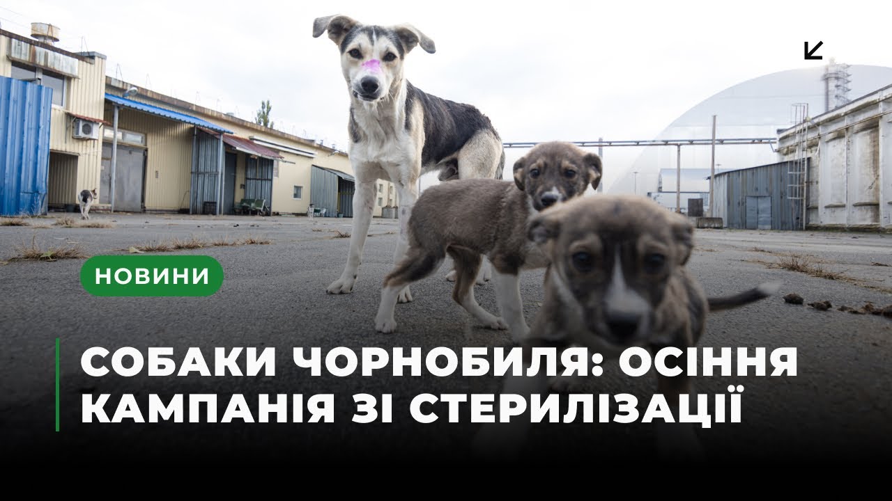 Dogs of Chornobyl: Sterilization and Vaccination Campaign