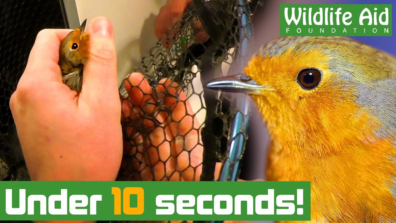 The fastest bird rescue we've EVER done!