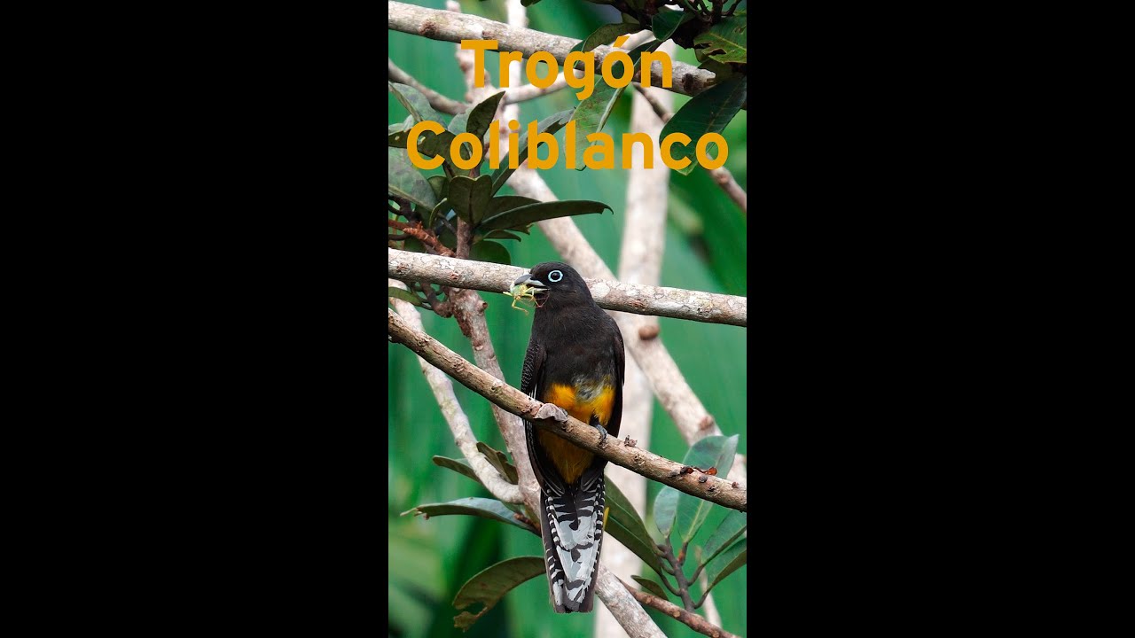 Trogon coliblanco | White-tailed Trogon #shorst #birds #nature