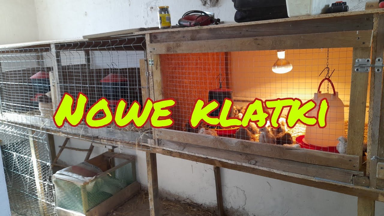 karzełki kochin - młode pokolenie - kury ozdobne