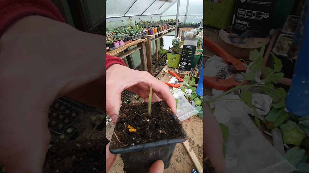 tuto : Le greffage de tomate noire de crimee sur porte greffe tomate cerise