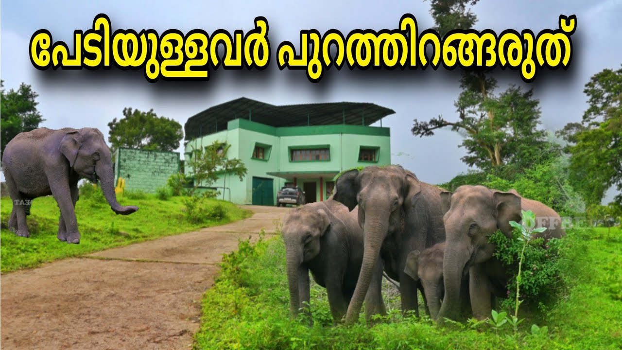 പേടിയുള്ളവർ പുറത്തിറങ്ങരുത് | ഇത് വന്യമൃഗങ്ങളുടെ സ്ഥലം | Ambulli illam | Anamalai Tiger Reserve