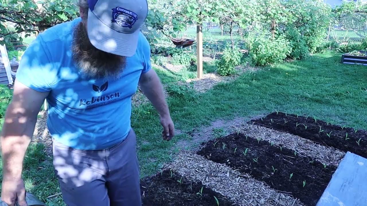 THE BEST WAY TO PLANT POPCORN IN A SMALL GARDEN