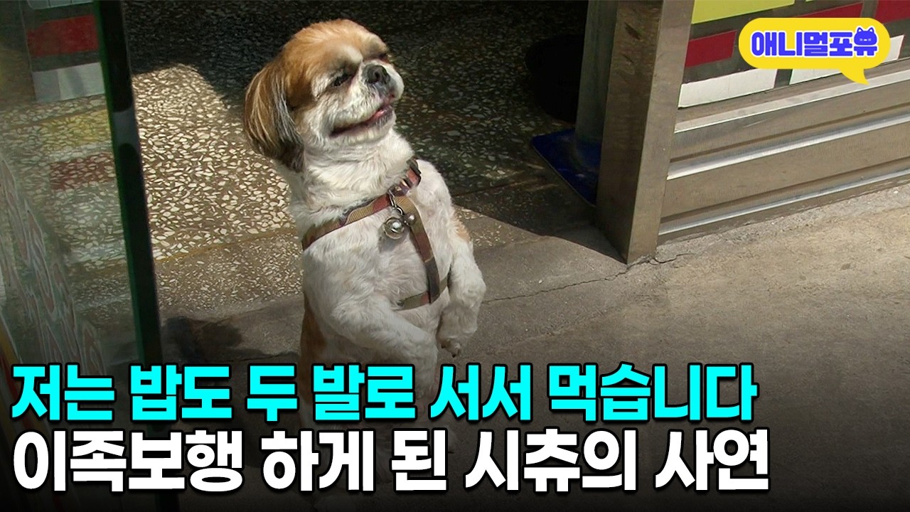 엄마가 너무 보고 싶어서 이족보행 하게 된 시츄?!ㅣKBS 생생정보통 110411 방송
