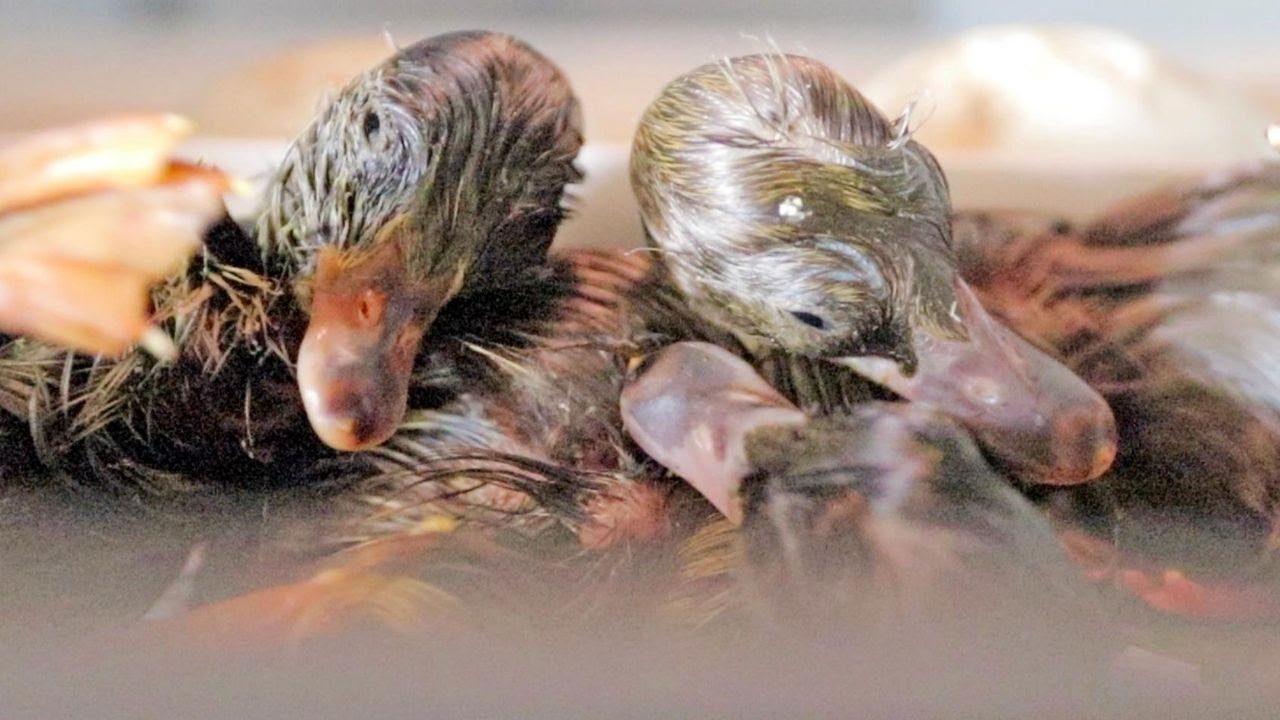 Наша вторая попытка вылупления яиц Крюкоклюва 🐥