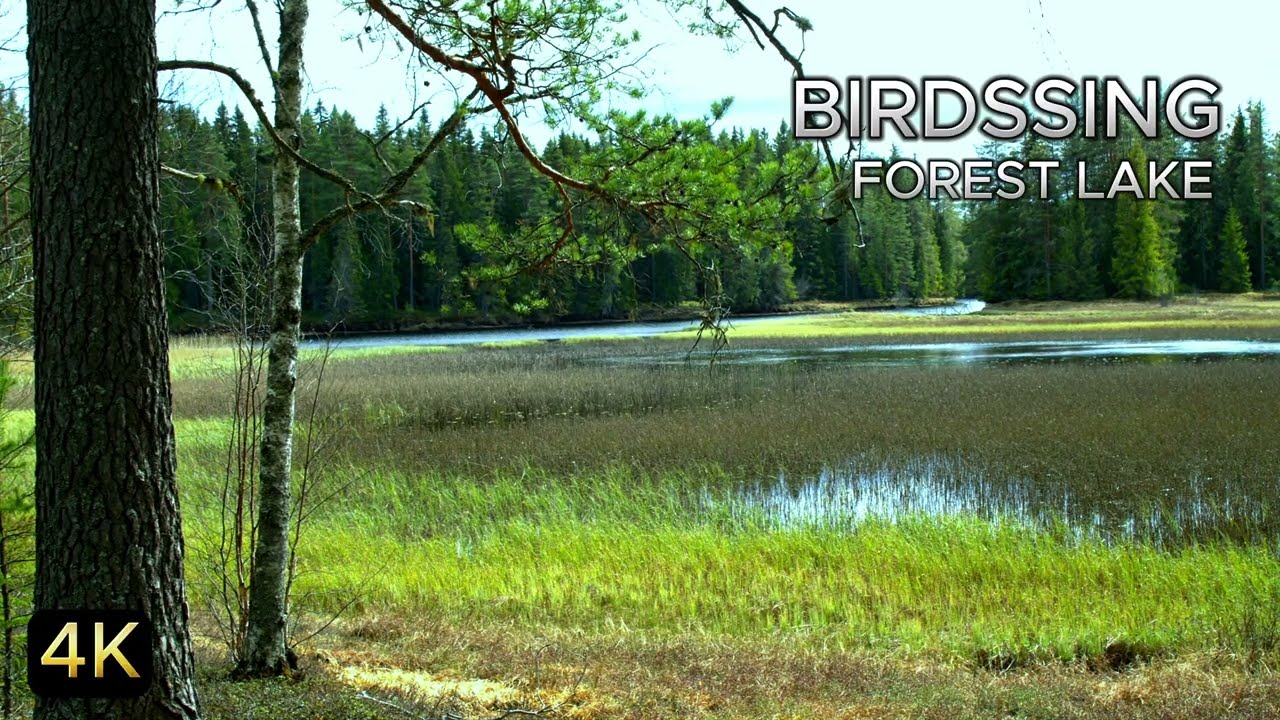 1 Hours Birds singing in the Forest on the Calm Lakeshore Relaxing Nature Sound