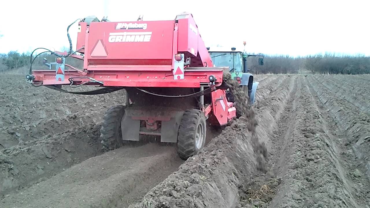 Stenen rooien voor teelt van schorseneren