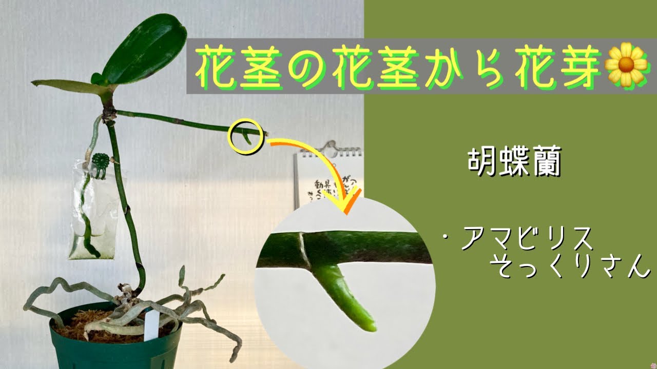 2025年12月24日　胡蝶蘭《アマビリスそっくりさん》　葉が少ないのに花芽🌼が出る　2カ月前に植え替えをした（成長しない株だったので）　《グリーンベアー》の脇芽🌱　根がしっかりしていれば何とかなる😄