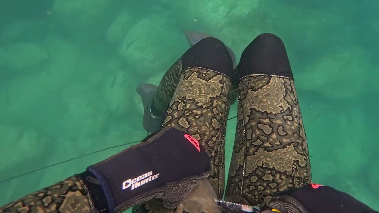 Merimbula wharf spearfishing (nsw 05/01/2026)