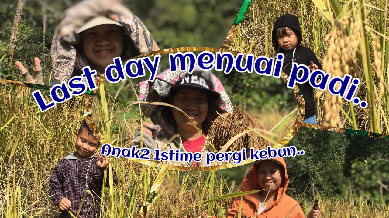 Menuai padi | 240126