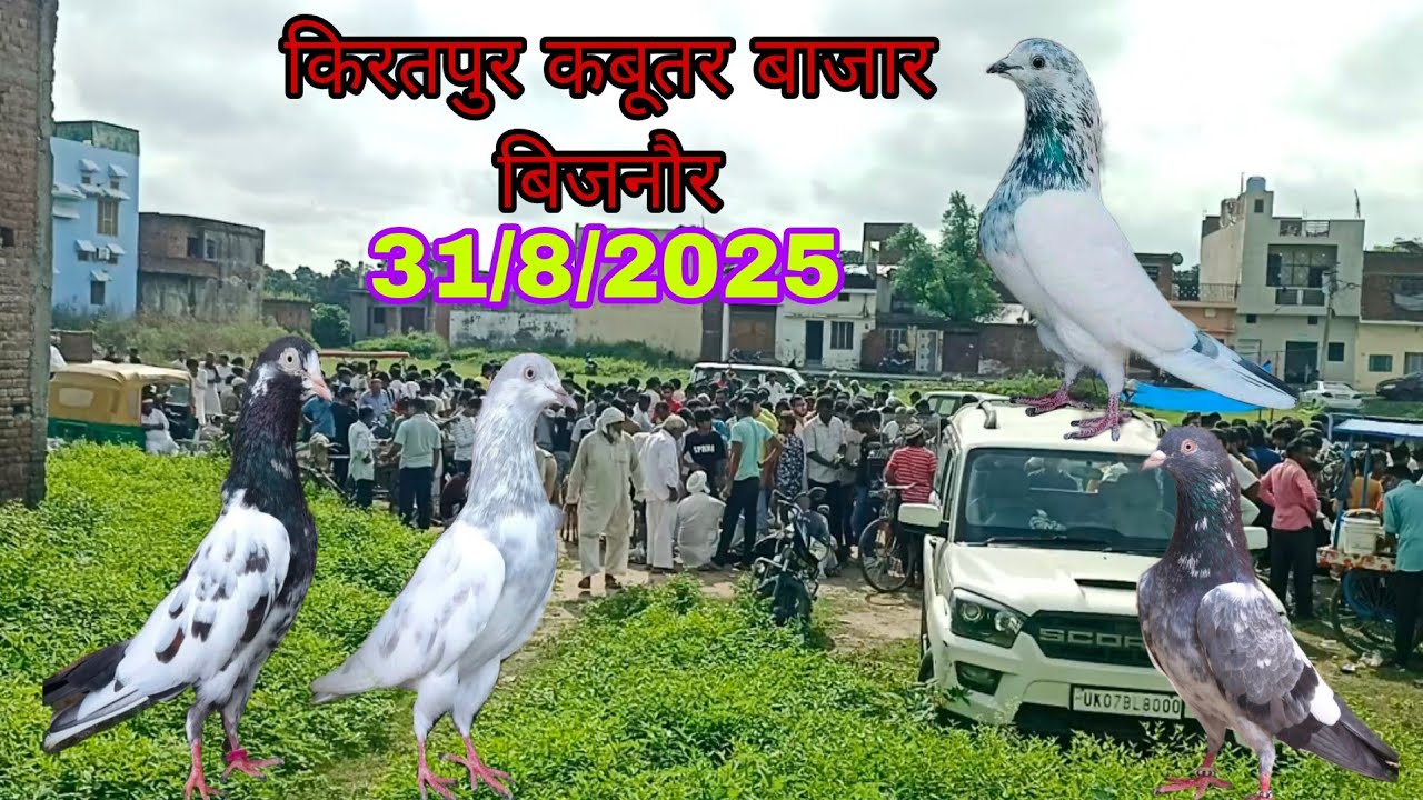 KIRATPUR KABUTAR SUNDAY MARKET BIJNOR 31/8/2025