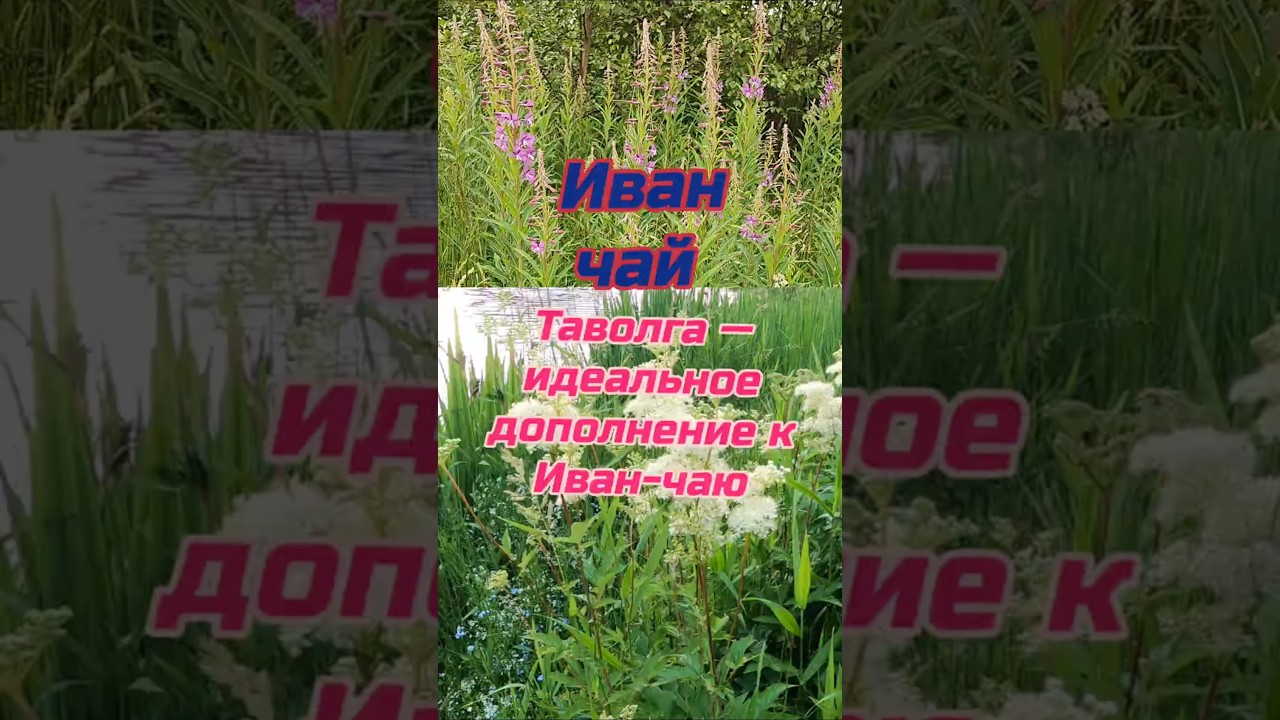 Таволга &mdash; идеальное дополнение к Иван-чаю.#иванчай  #чай#ферментация #Иван #народнаямедицина #norway