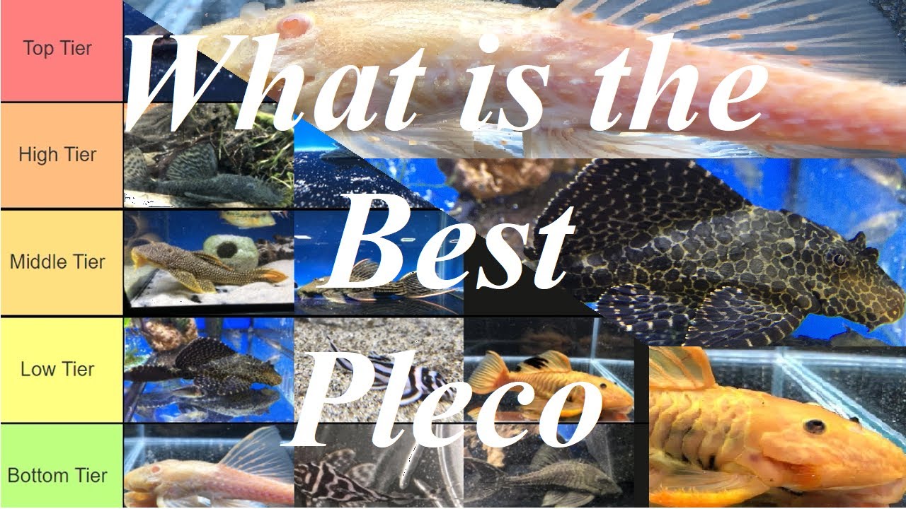Ranking popular Pleco's (L Numbers) for Aquariums (Loricariidae)