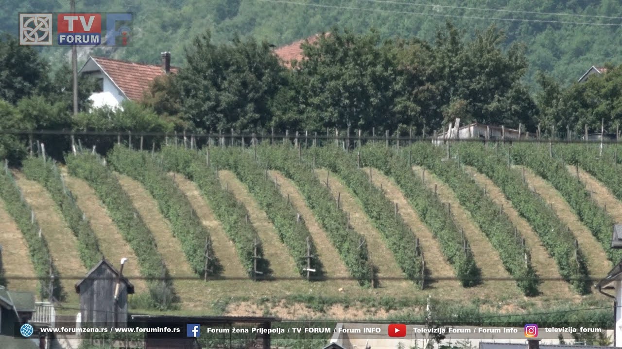 Berba maline u zasadima Predraga Gojaka u Kaldrmi