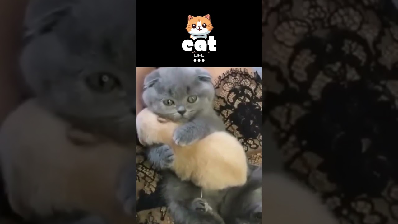 #cat #catsandfriends #funnyanimal #catshorts #funny #jazzcat #funnycat #cute #catmusic #funnypet