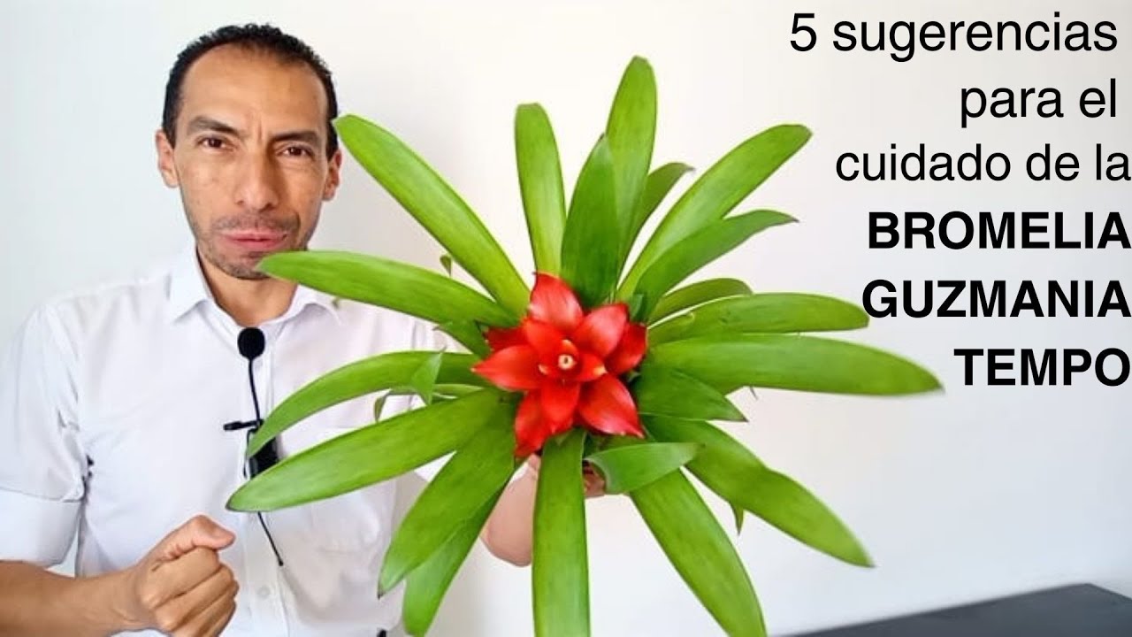 5 sugerencias para el cuidado de la BROMELIA GUZMANIA TEMPO