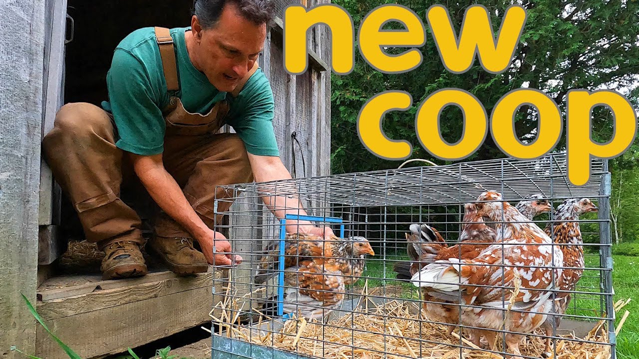 The Great Chicken Coop Shuffle