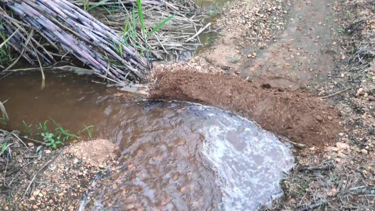 Sugarcane crop Irrigation