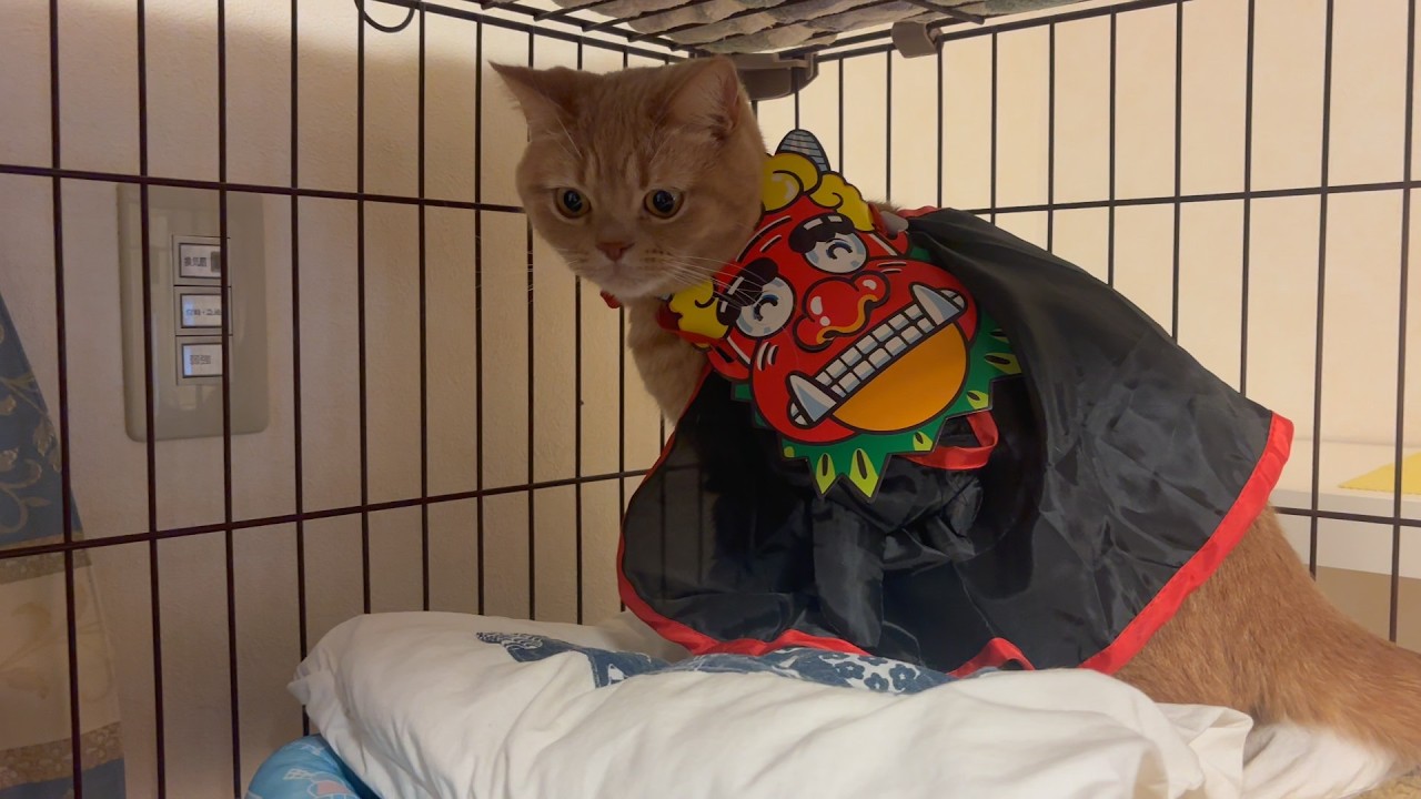保護猫麦との富士山麓での生活＃73　節分の麦の様子です。